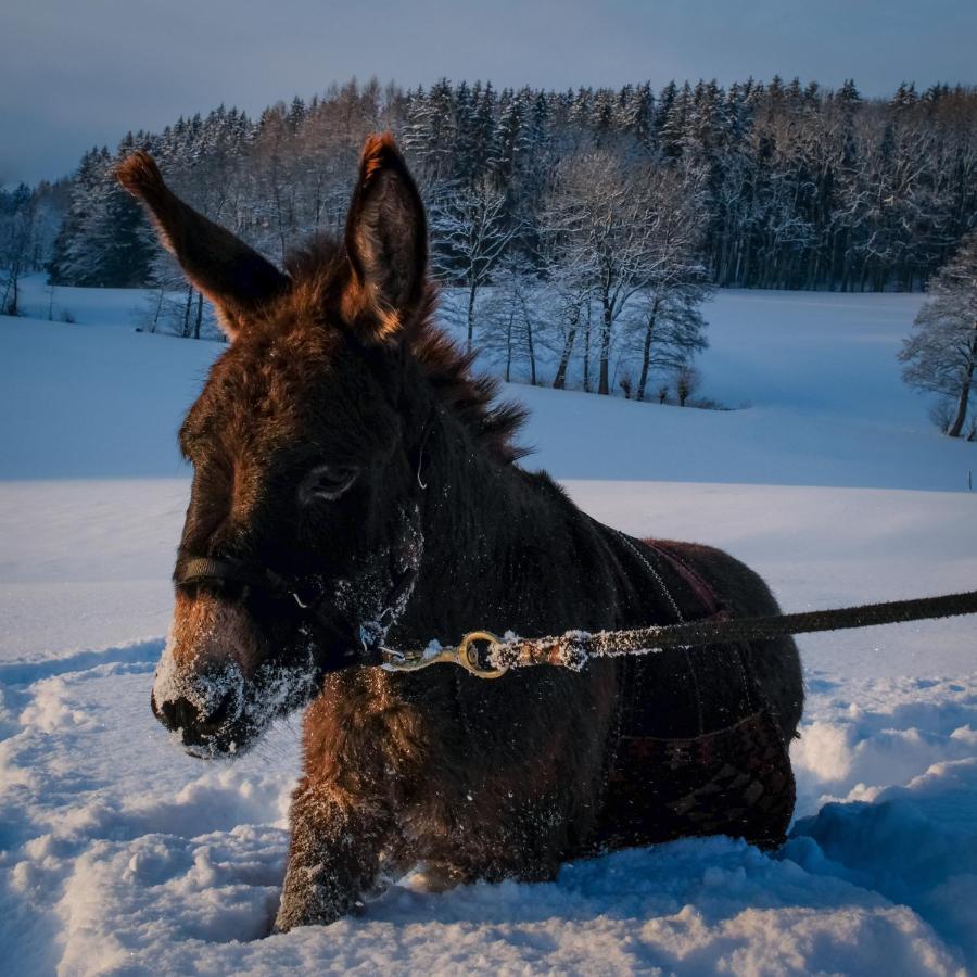 Moosmühle Allgäu Untrasried Exterior foto